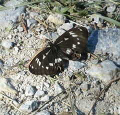 Limenitis helmanni
