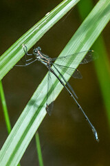 Chlorolestes tessellatus