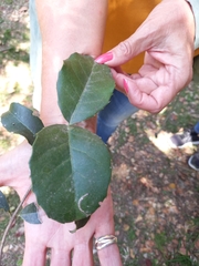 Elaeodendron croceum