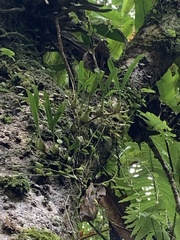 Pholidota cantonensis