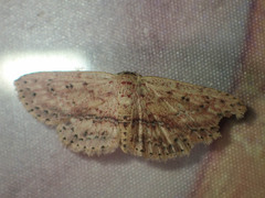 Hyposada serendipitatis