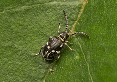 Ptinus
