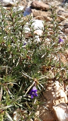 Aptosimum tragacanthoides