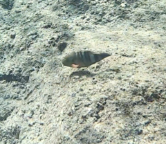 Scarus fuscopurpureus