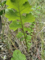 Senecio purpureus