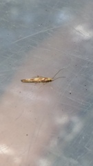 Stathmopoda caminora