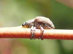 Gonipterus