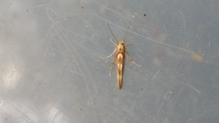 Stathmopoda caminora