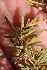 Asparagus lignosus