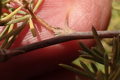 Asparagus lignosus