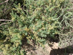 Asparagus lignosus