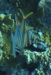 Neoniphon sammara