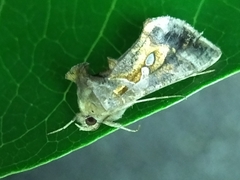 Chrysodeixis eriosoma