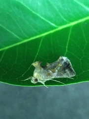 Chrysodeixis eriosoma