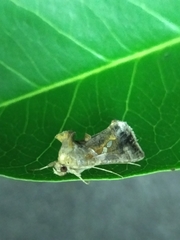 Chrysodeixis eriosoma