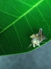 Chrysodeixis eriosoma