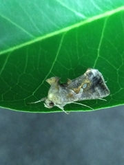 Chrysodeixis eriosoma