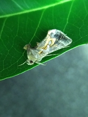 Chrysodeixis eriosoma