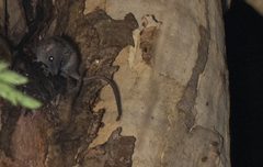 Antechinus flavipes