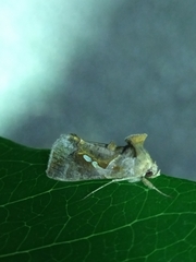 Chrysodeixis eriosoma