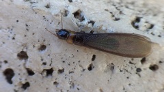 Kalotermes flavicollis