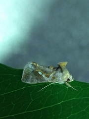 Chrysodeixis eriosoma