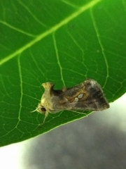 Chrysodeixis eriosoma