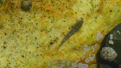 Caffrogobius nudiceps