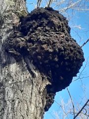 Agrobacterium radiobacter