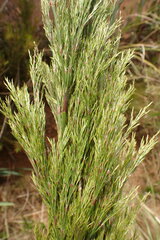 Restio paniculatus