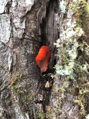 Aurantiporus pulcherrimus
