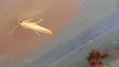 Stathmopoda