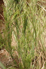 Restio paniculatus