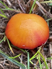 Hygrocybe insipida