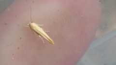 Stathmopoda
