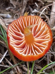 Hygrocybe insipida