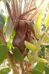 Protea aurea aurea