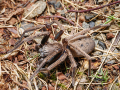 Uliodon