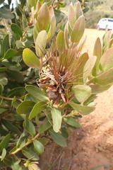 Protea aurea aurea