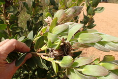 Protea aurea aurea