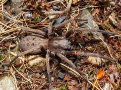 Uliodon