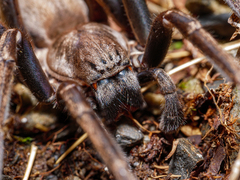 Uliodon