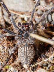 Uliodon