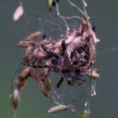 Araneus ventricosus