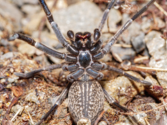 Uliodon