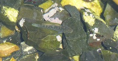 Caffrogobius nudiceps