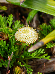 Leptinella