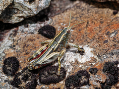 Brachaspis collinus