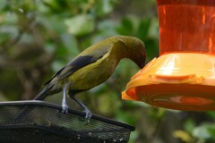 Anthornis melanura