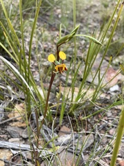 Diuris semilunulata